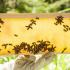 Glen Leven Farm Hosts National Honeybee Day Celebration